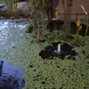 Affordable Pond Service & Fountain Service gallery