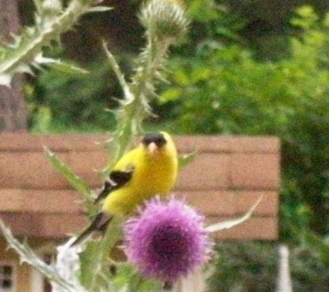 Chamberlain Acres Garden Center & Florist - Elmira, NY