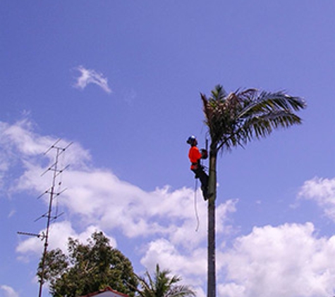 Walton's Tree Care Services