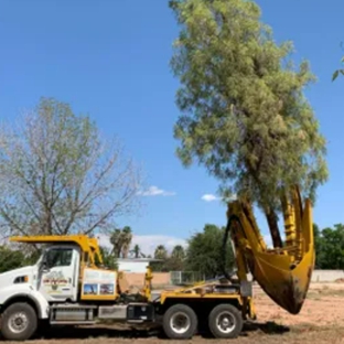 Tree Relocators - Scottsdale, AZ