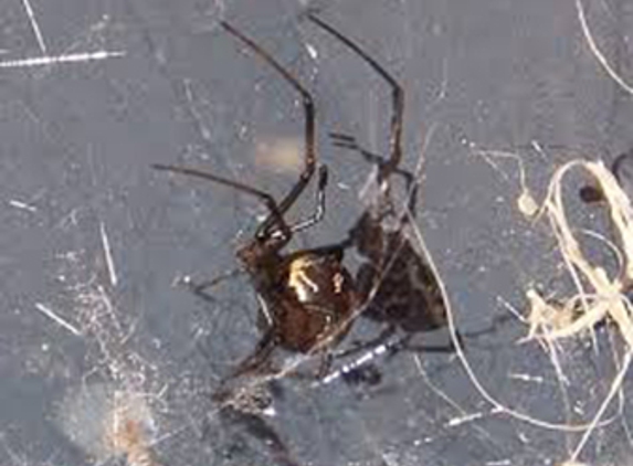 Carters Pest Control - Yarrawonga, VIC