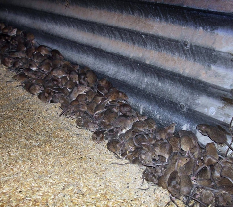 Hamiltons' Pest & Weed Control - Jerusalem, SA
