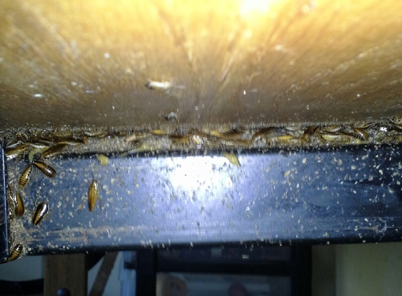 Crown Pest Control - Birmingham, AL. Crown pest will exterminate Roach problems under a kitchen table