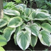 Savory's Gardens Inc gallery