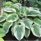 Savory's Gardens Inc