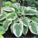 Savory's Gardens Inc