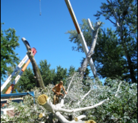 Metro Tree & Stump Service - Blaine, MN