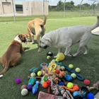 Dog's Day Inn Pet Resort