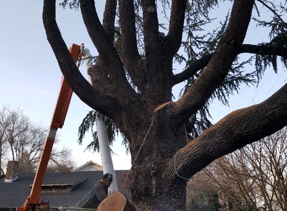 John N Eddie's Tree Care - Stockton, CA