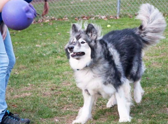 Pine Creek Kennels Pet Resort - Benton, PA