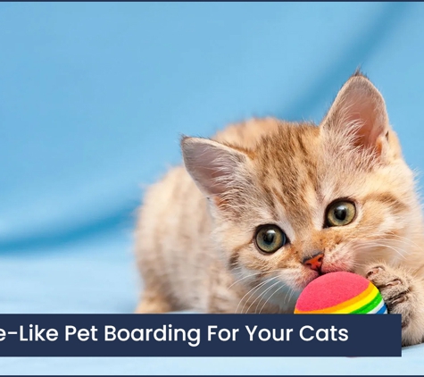 Ulverstone Boarding Kennels & Cattery - Ulverstone, TAS. A Home-Like Pet Boarding For Your Cats