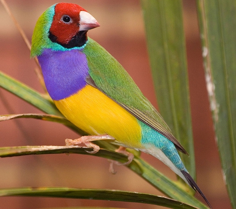 Living Jungle - Ramsgate, NSW