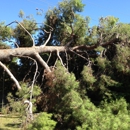 Arbor Tree Surgery - Arborists