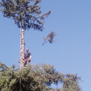 Drexler Tree Care - Tree Service