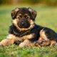 Florida German Shepherd Puppies