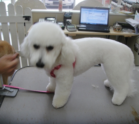 Lucky Dog Grooming - Fort Myers, FL