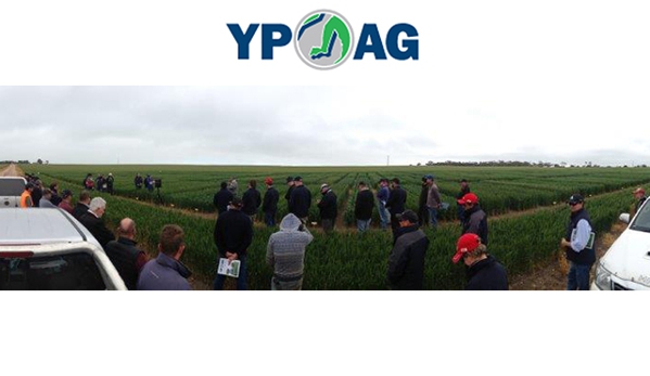 YP AG - Yorketown Branch - Yorketown, SA