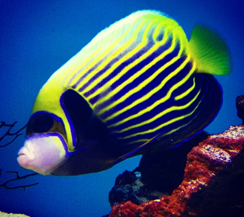 Ocean's Tropical Fish - Mission Viejo, CA