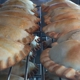 Paranas Empanadas Argentinas