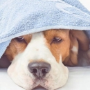Keller's Mobile Veterinary Clinic - Veterinarians
