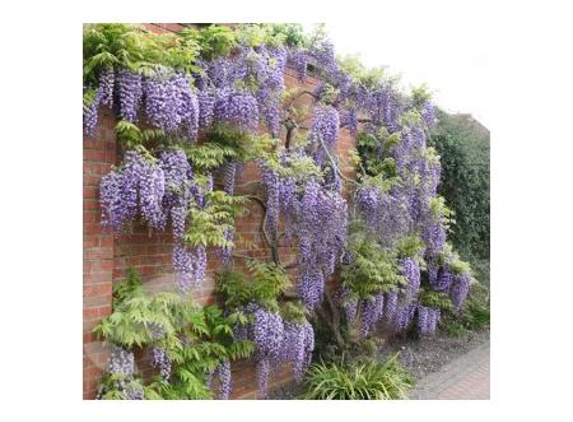 Junction Hill Nursery