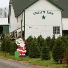 Starlyte Christmas Tree Farm