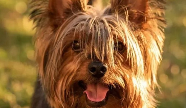 PetFocus Vetcare - Lavington, NSW