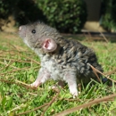 Whisker Tickled Companion Rats & Rescue - Pet Specialty Services