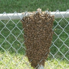 Clover Honey Farm