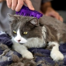Cats & Dogs in the Bubbles - Pet Grooming