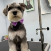 Julies Dog Grooming gallery