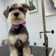 Julies Dog Grooming