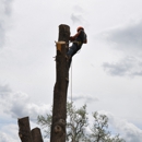 Abiding Dreams Tree Removal - Arborists