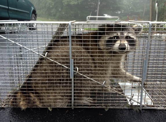 Fat Rats Nuisance and Wildlife Removal Inc. - Rocky Point, NY