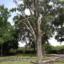 B & M Tree Service - Tree Service