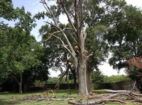 B & M Tree Service - Sabine Pass, TX