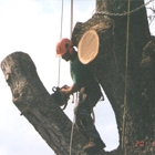 Absolute Tree Service