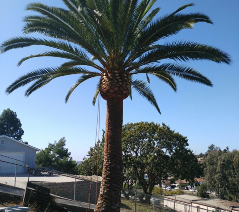 Carrillo's tree services - Chula Vista, CA