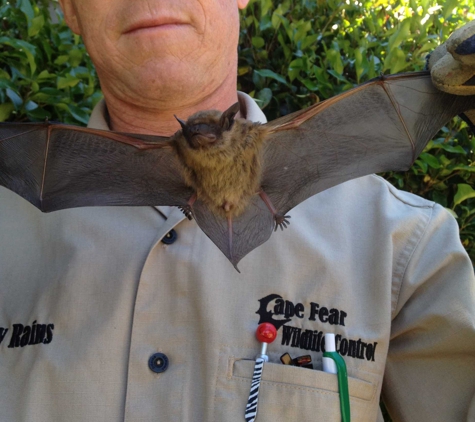 Cape Fear Wildlife Control, LLC