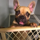 French Bulldogs of AZ - Pet Breeders