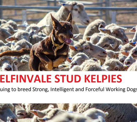 Elfinvale Stud Kelpies - Melville Forest, VIC