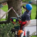 H & H Tree Services Inc - Tree Service