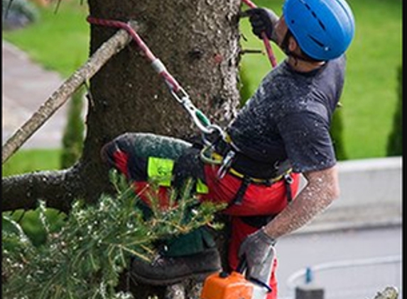 H & H Tree Services Inc - Lometa, TX