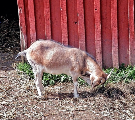 Farm Sanctuary - Watkins Glen, NY