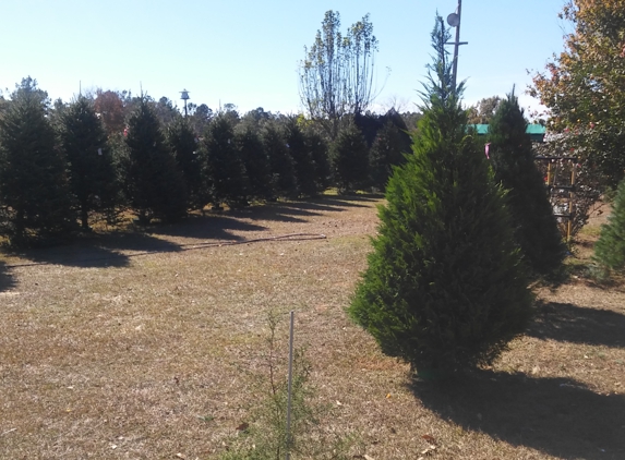 Holly Berry Hills Tree Farm - Saucier, MS. Going green quite literally