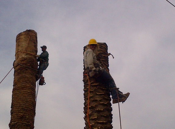 Special Tree Service - La Crescenta, CA