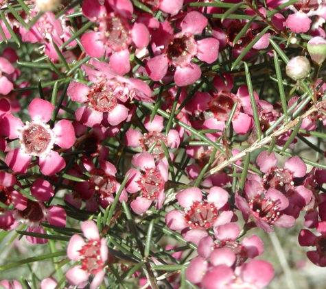 Banksia Tourist Park - Hazelmere, WA