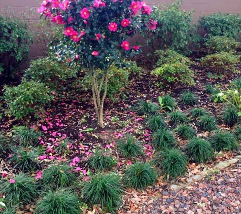 Taylorscapes - Forest Hill, LA. Shaw Residence: Konjero Camellia, Mondo Grass Groundcover, & Azalea Background, Stone & Rock Border, installed by TaylorScapes.