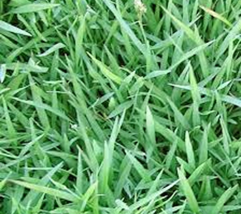 Bundaberg Turf Supplies - Meadowvale, QLD