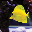 Fish Aquariums & Stuff - Pet Stores